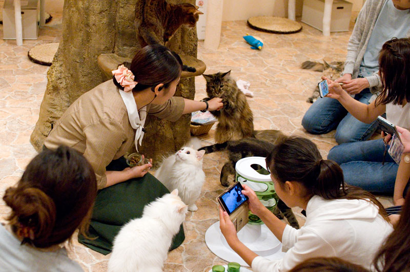 Drinking With Cat Girls In Tokyo's Kichijoji 