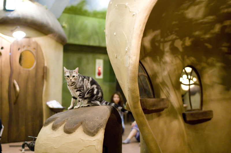 Cat café - Wikipedia