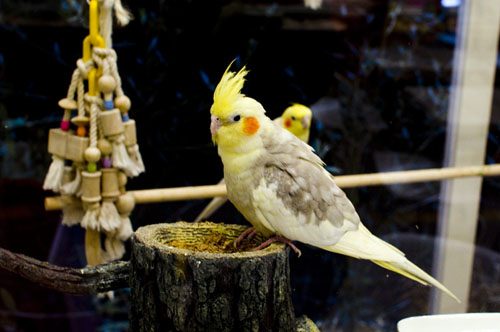 Adorable Bird Cafe in Osaka: Kotori Cafe 