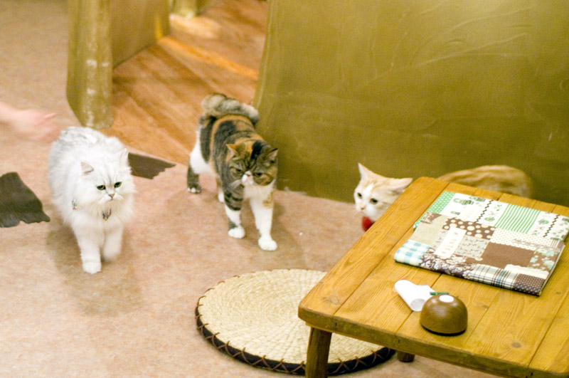 Get angry ?, Located : Cat Cafe, Kyoto. December 30, 2010., Teruhide  Tomori