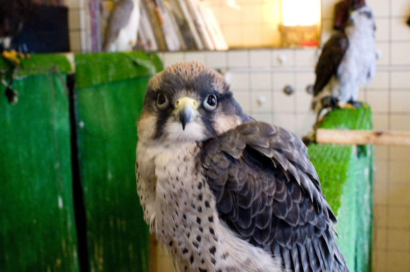 Falconer s Cafe  Tokyo Kichijoji