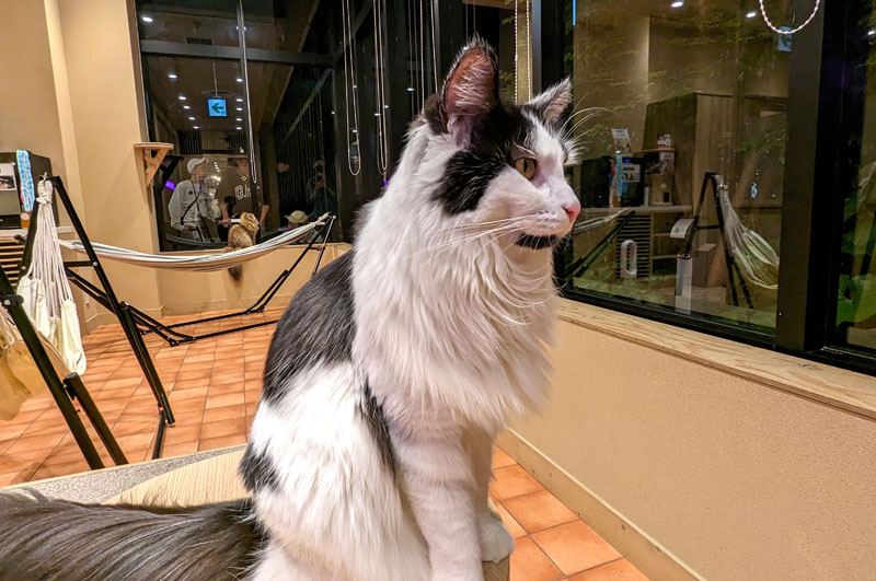 Cats and Dogs Cafe: Tokyo Oshiage