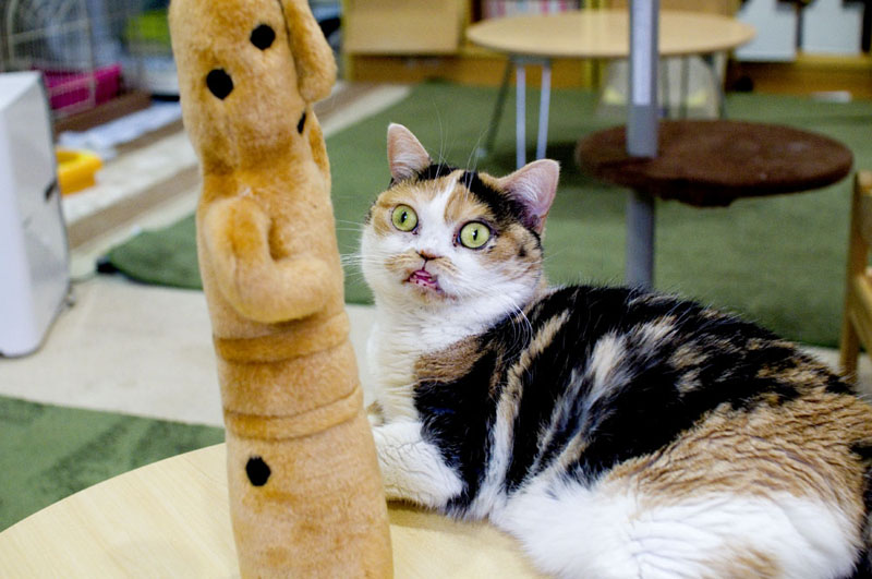 Cats and Dogs Cafe: Tokyo Oshiage