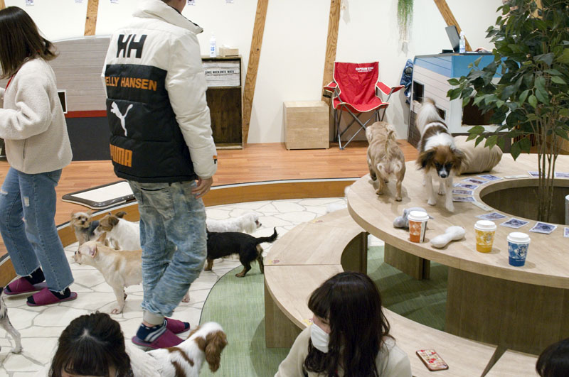 Cats and Dogs Cafe: Tokyo Oshiage